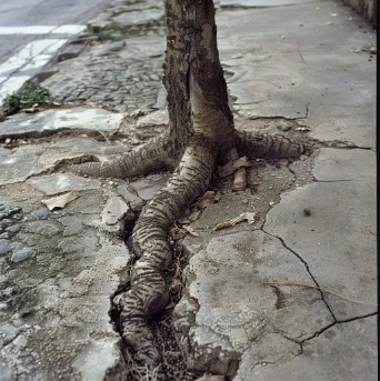 Tree root